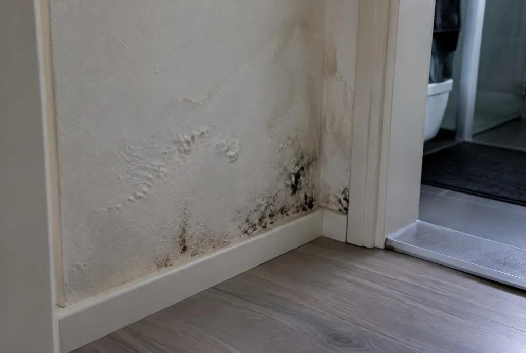 Lekdetectie Noordwijk – vochtplek met schimmel op een muur